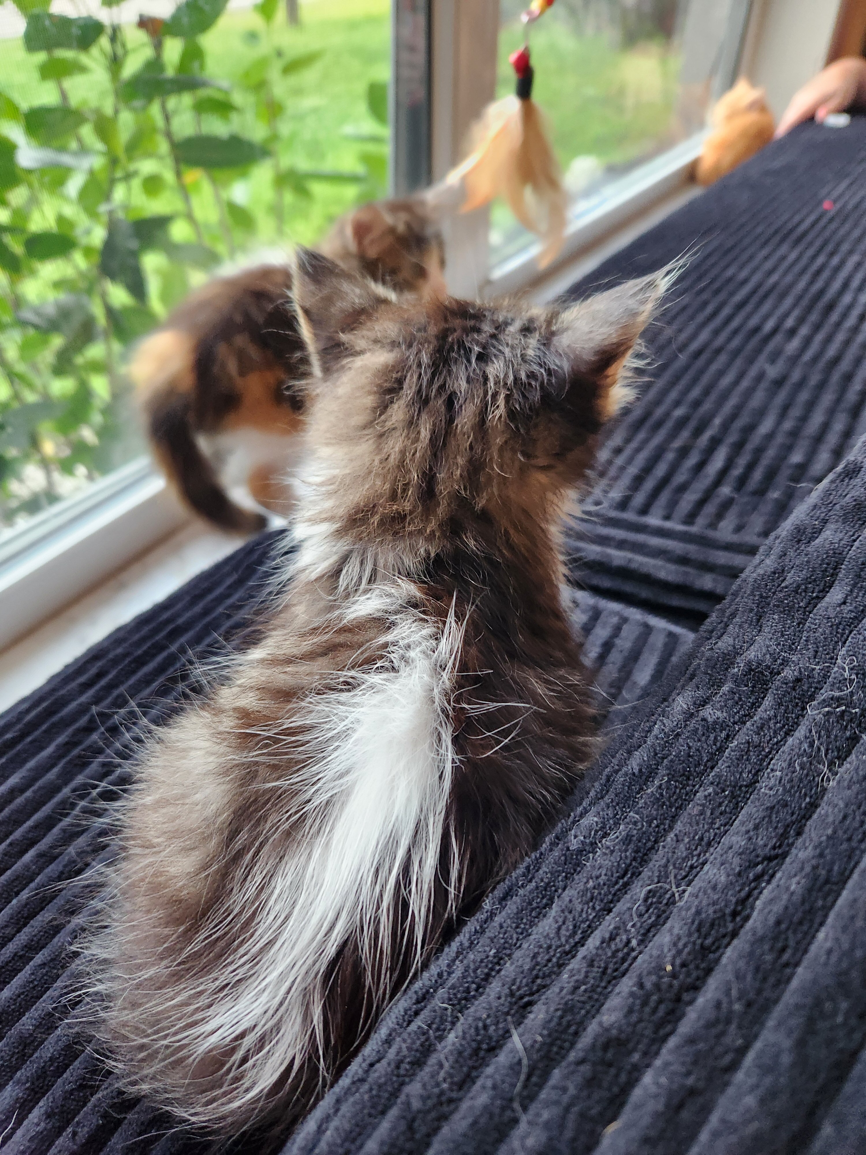 Skunk stripe tuxedo tabby image 1