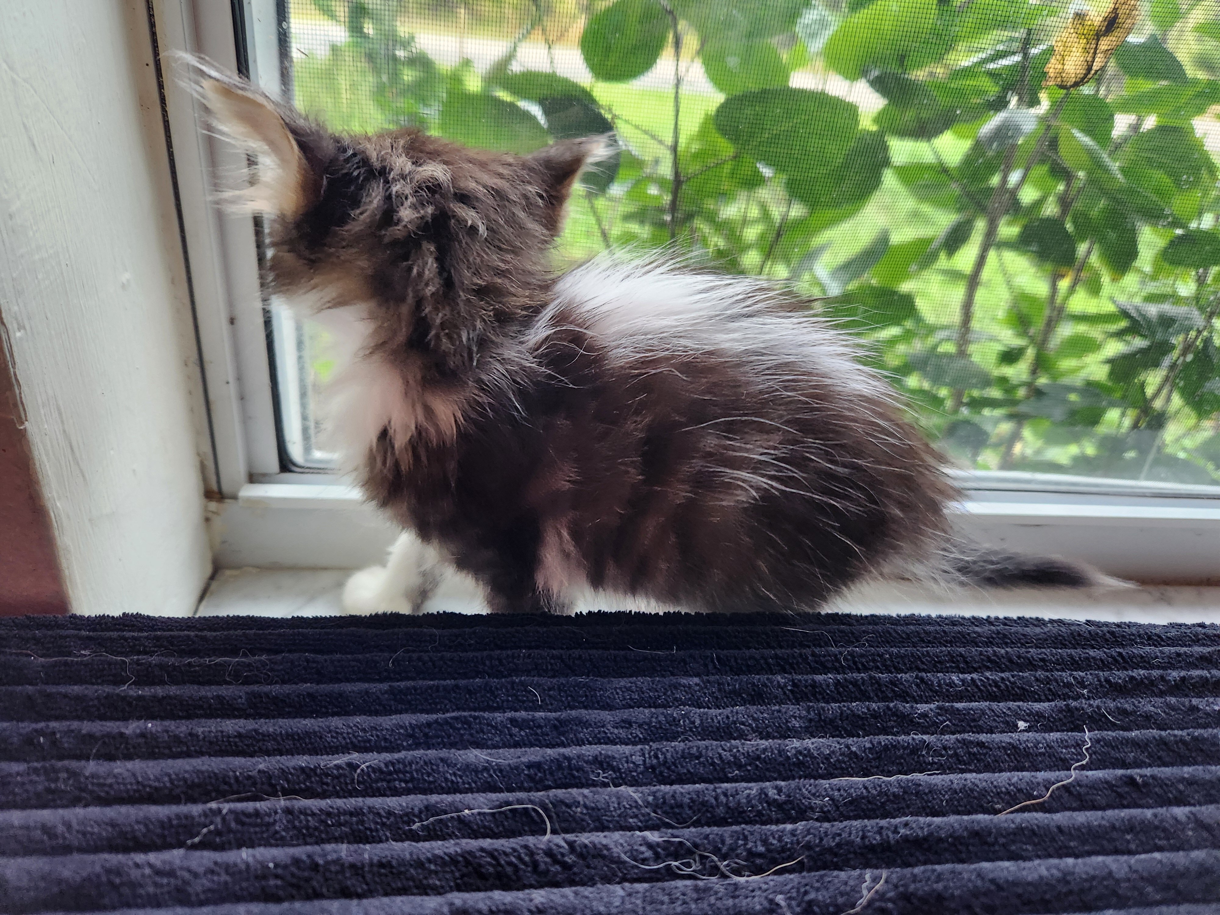 Skunk stripe tuxedo tabby image 2