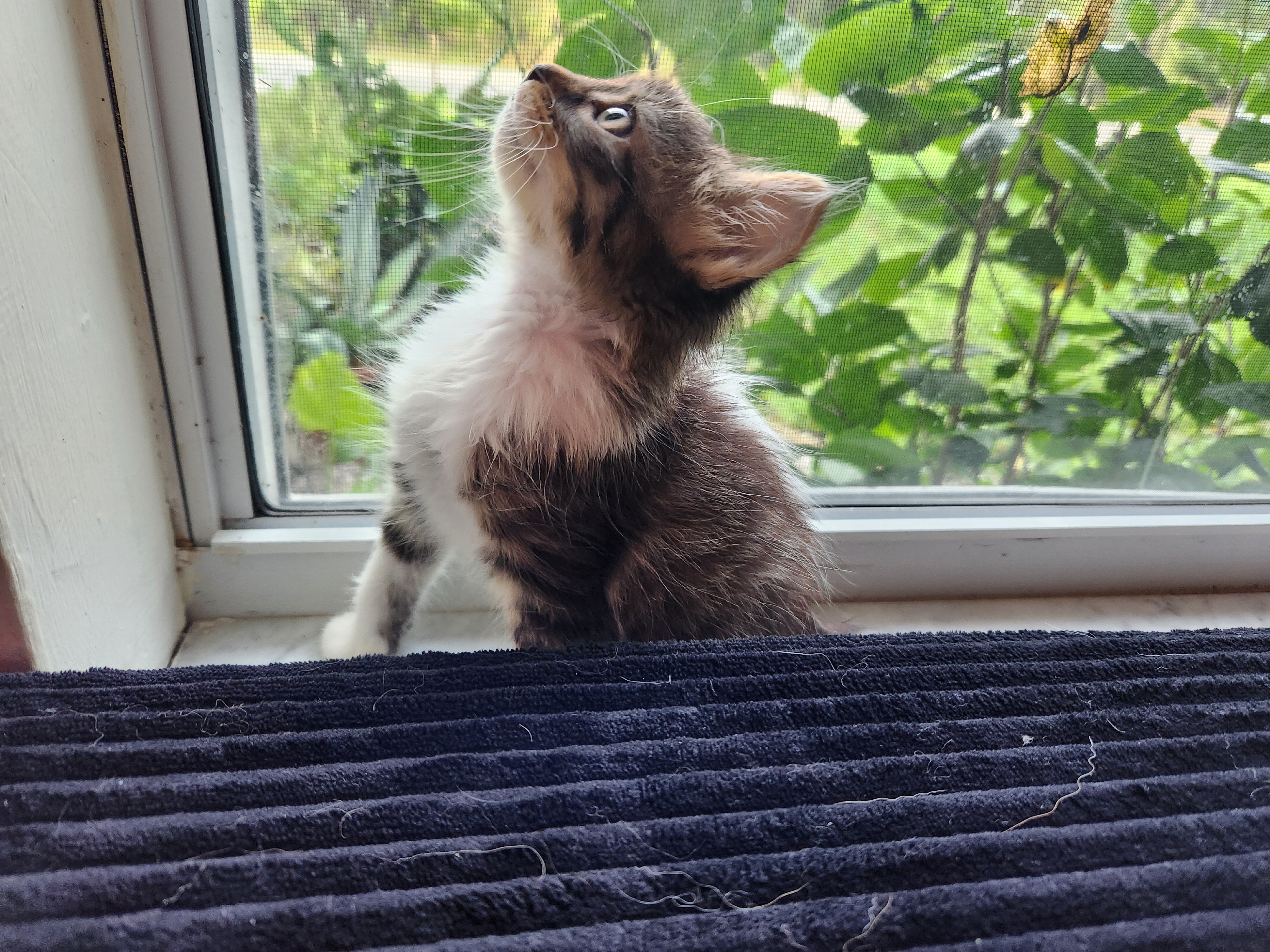 Skunk stripe tuxedo tabby image 3