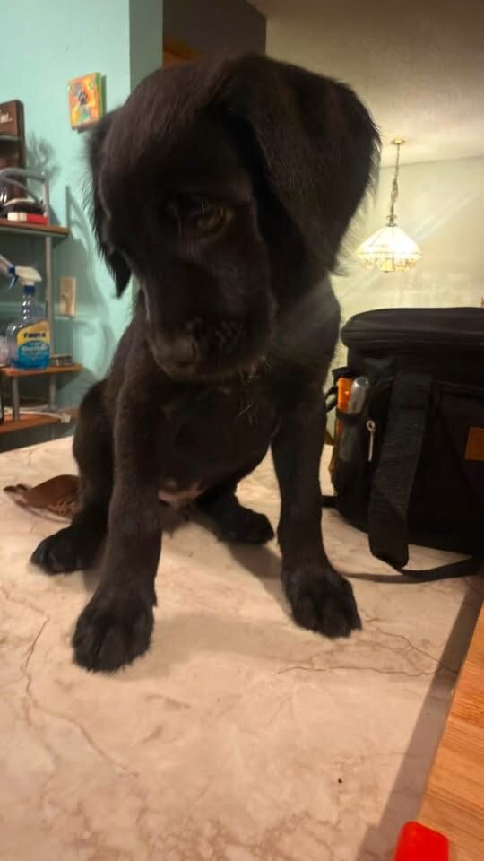 Lab Mix Boxer Poodle Puppy image 1