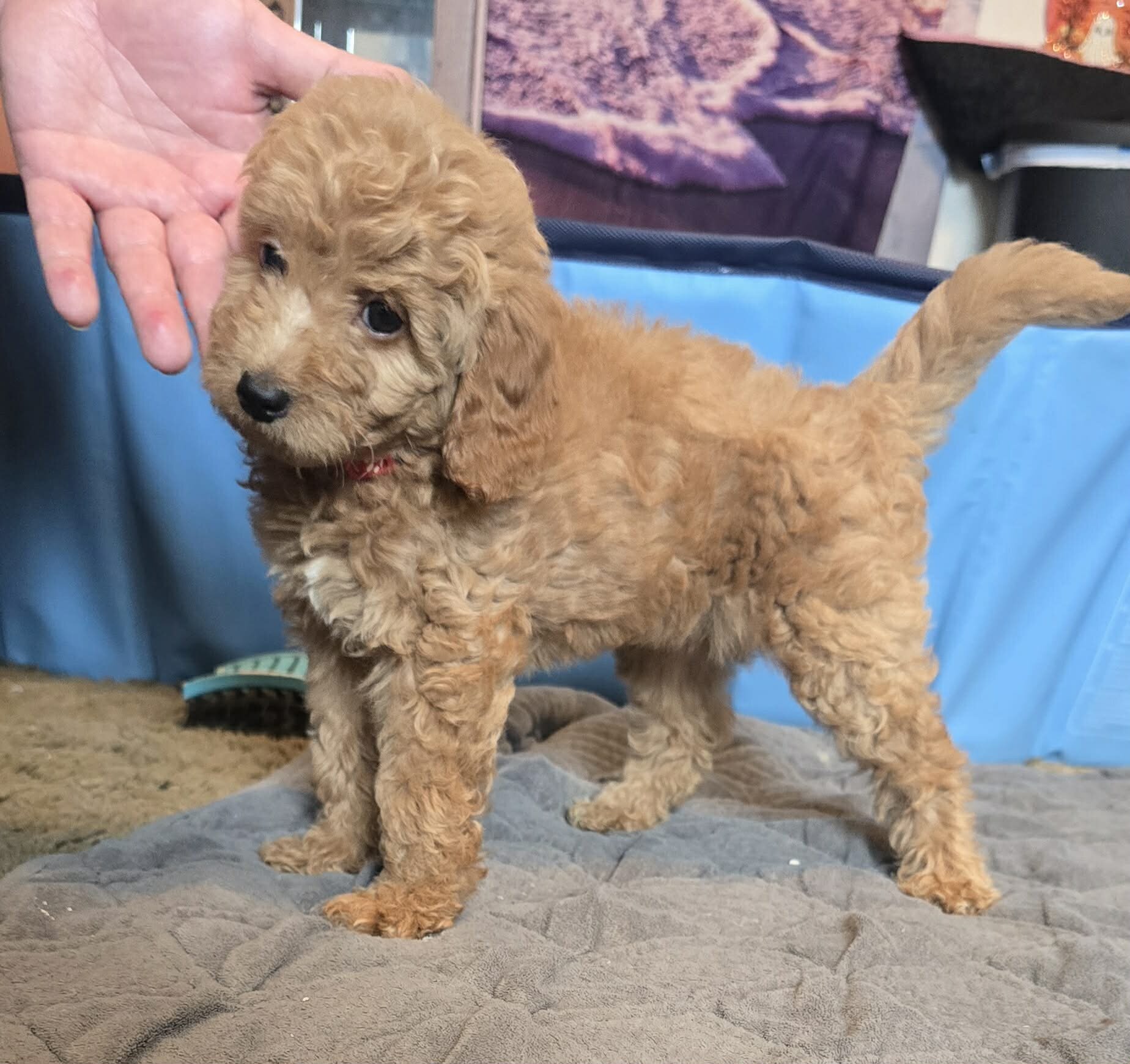mini goldendoodle image 6