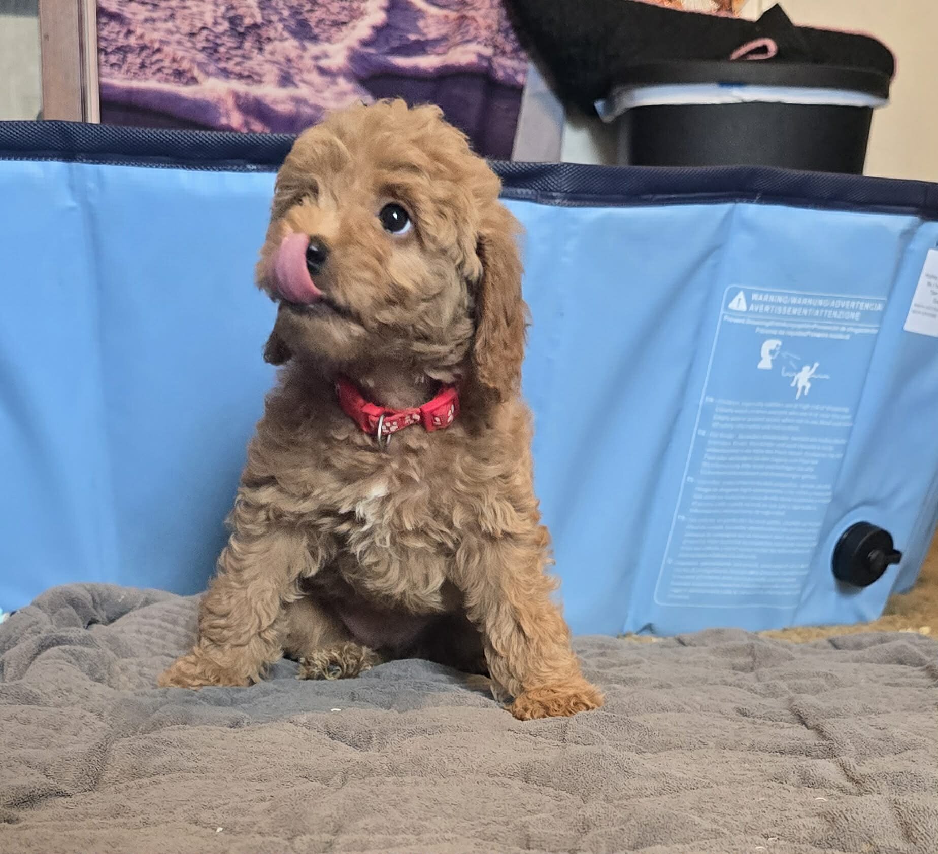 mini goldendoodle image 1