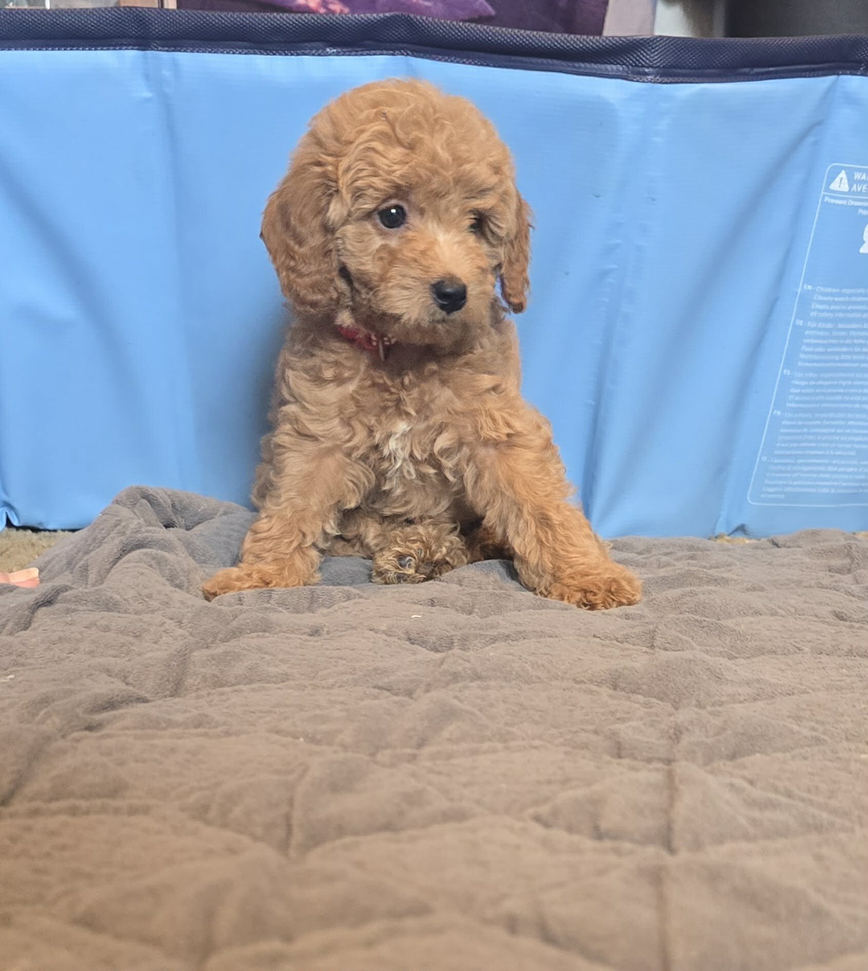 mini goldendoodle image 3