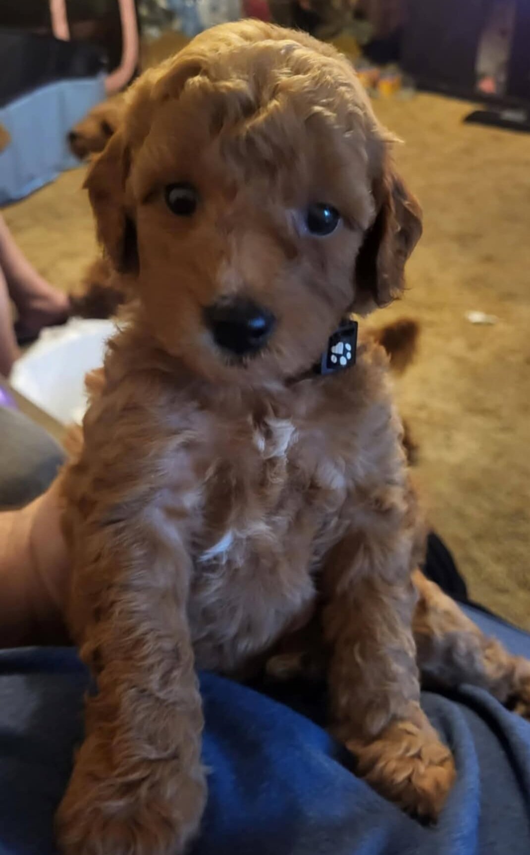mini goldendoodle image 5