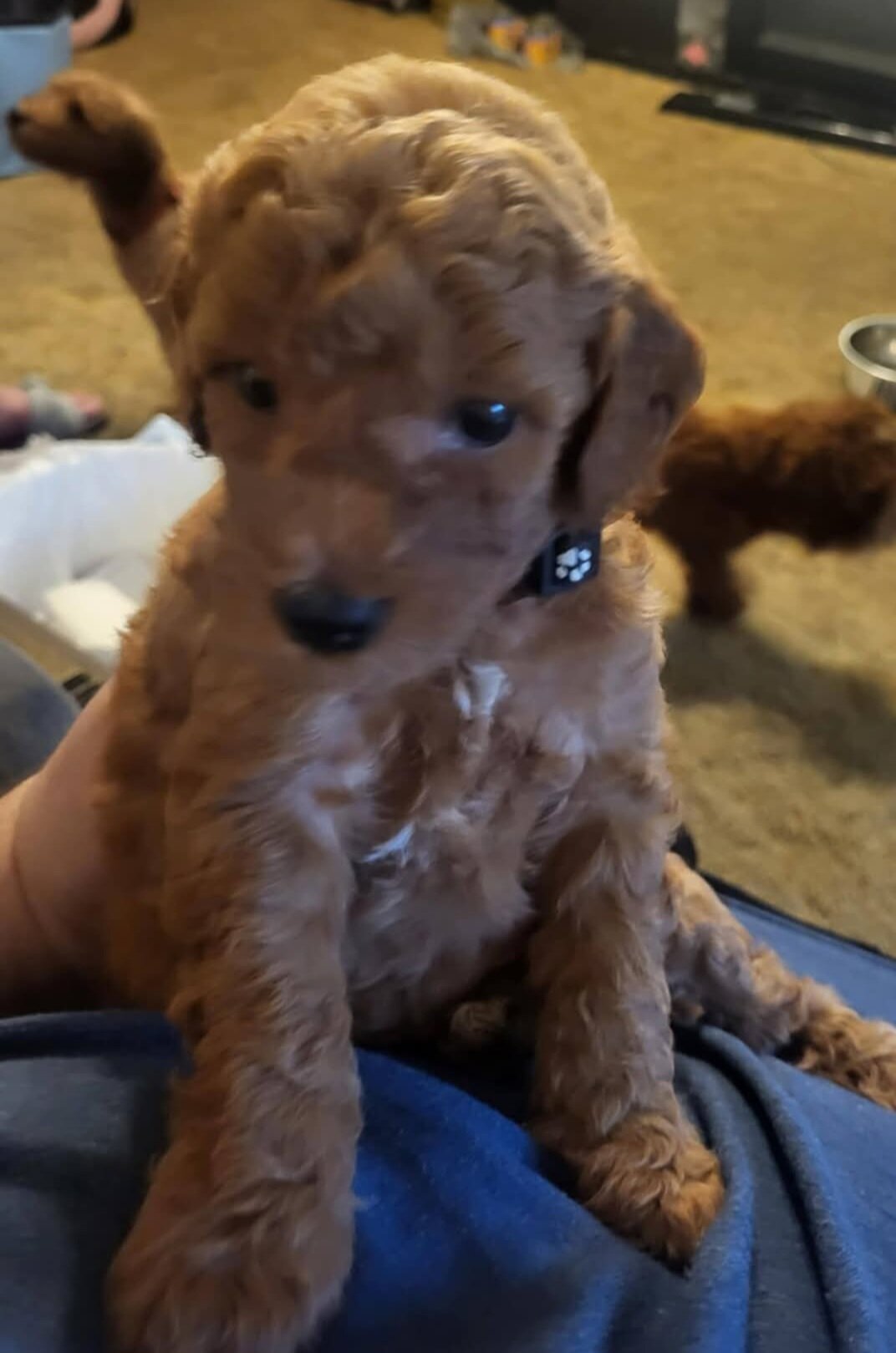 mini goldendoodle image 2