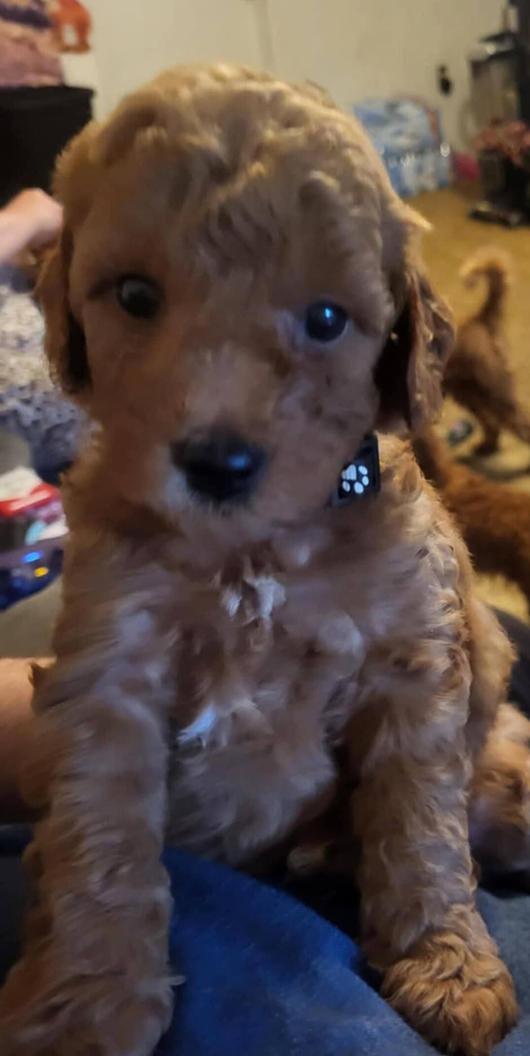 mini goldendoodle image 4