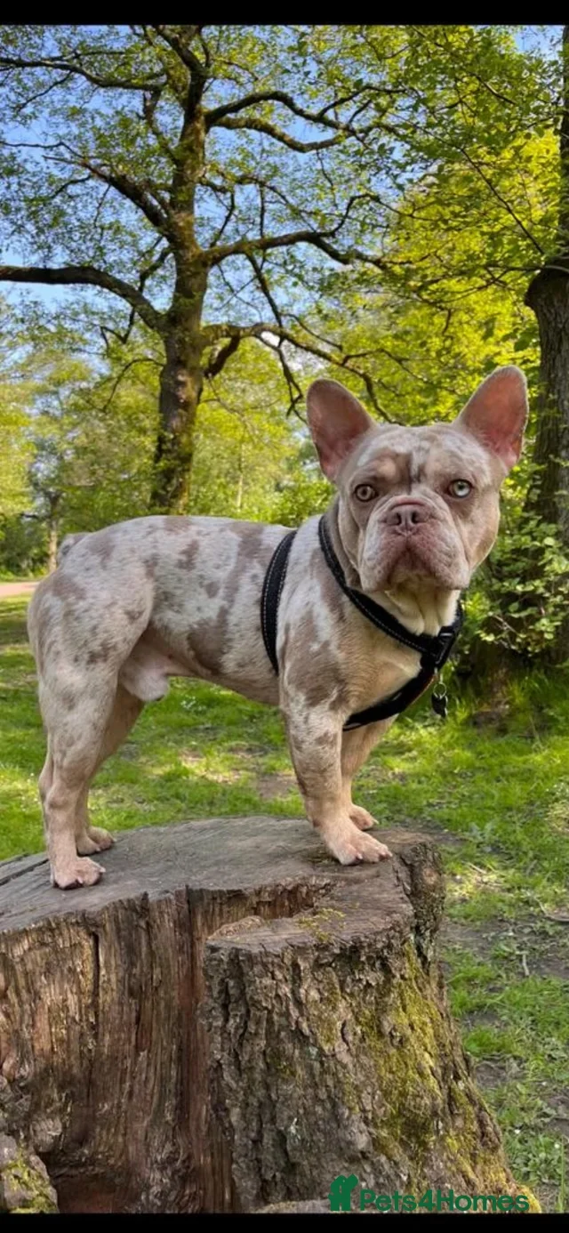 Frenchy puppies image 6