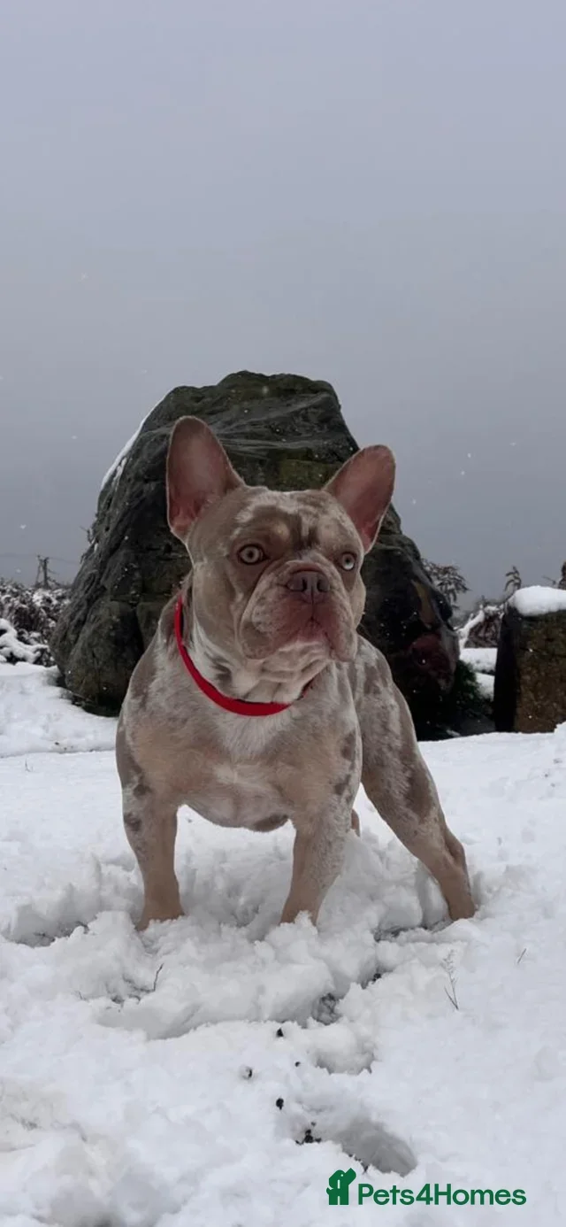 Frenchy puppies image 7