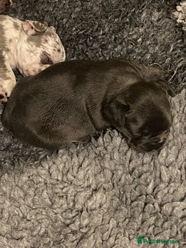 Frenchy puppies image 8
