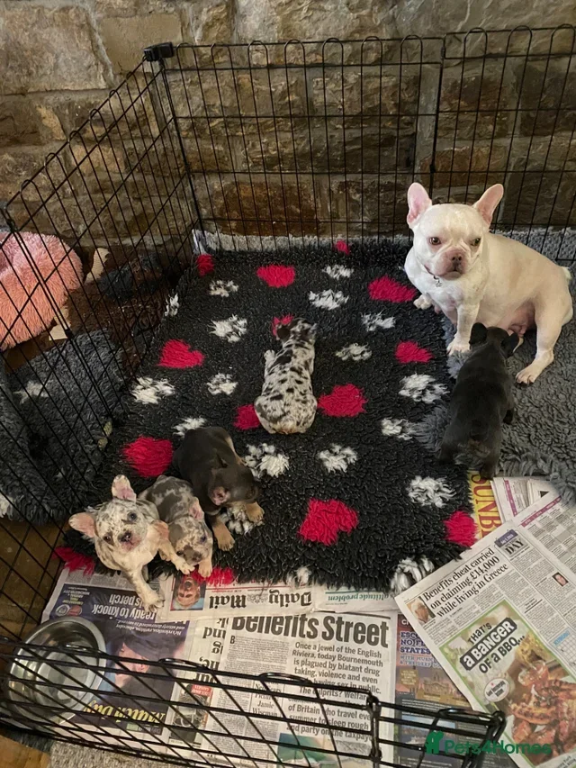 Frenchy puppies image 9