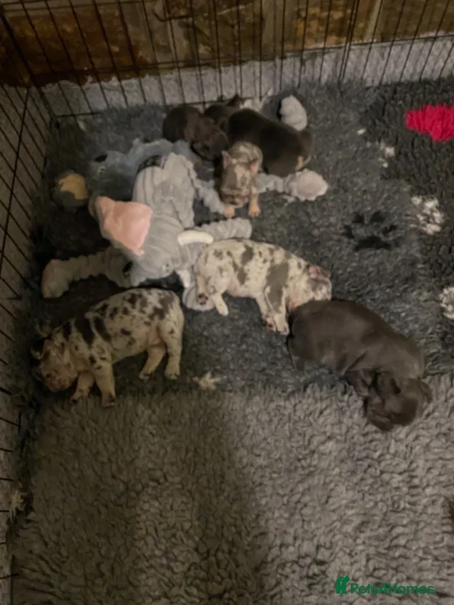 Frenchy puppies image 10