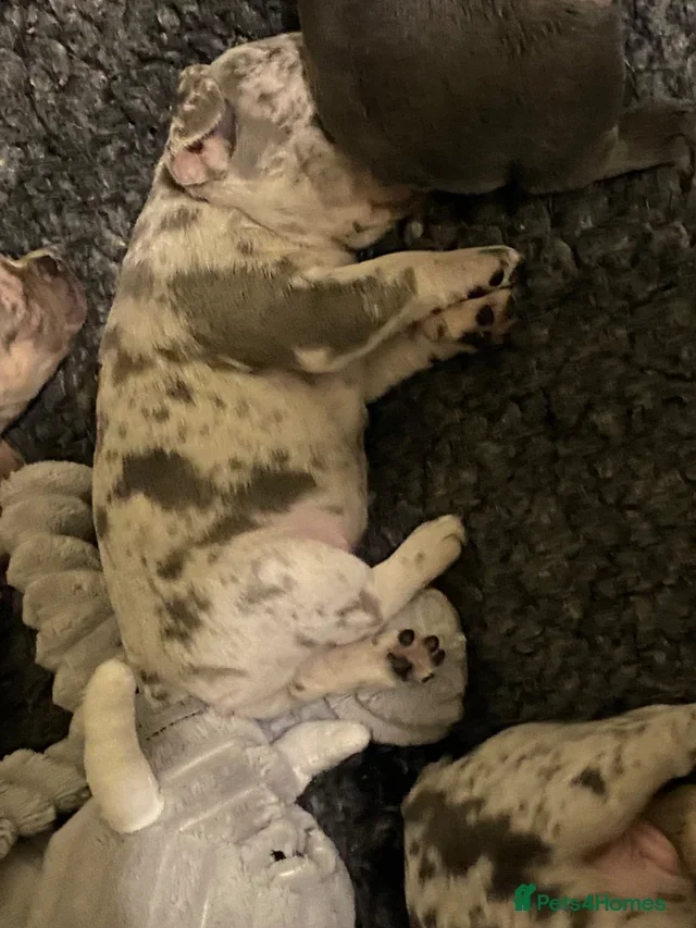 Frenchy puppies image 1