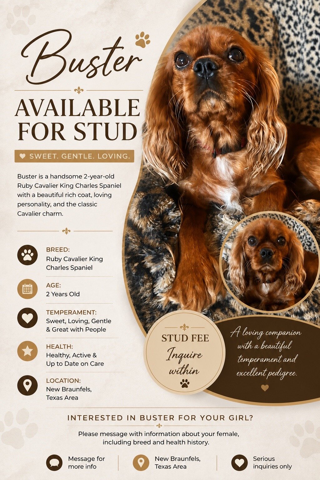 Stud Dog image 1