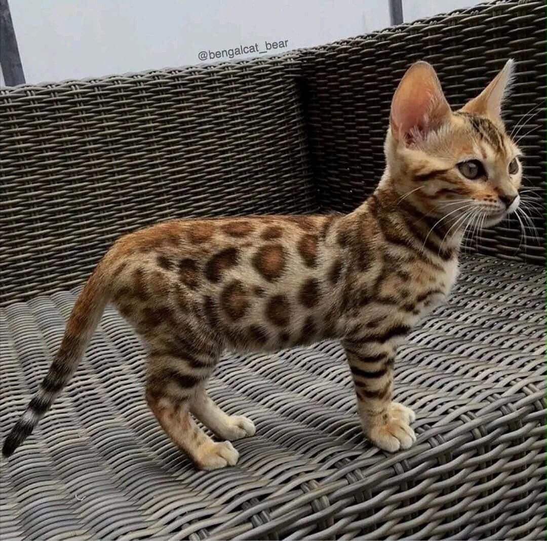Bengal kittens image 3