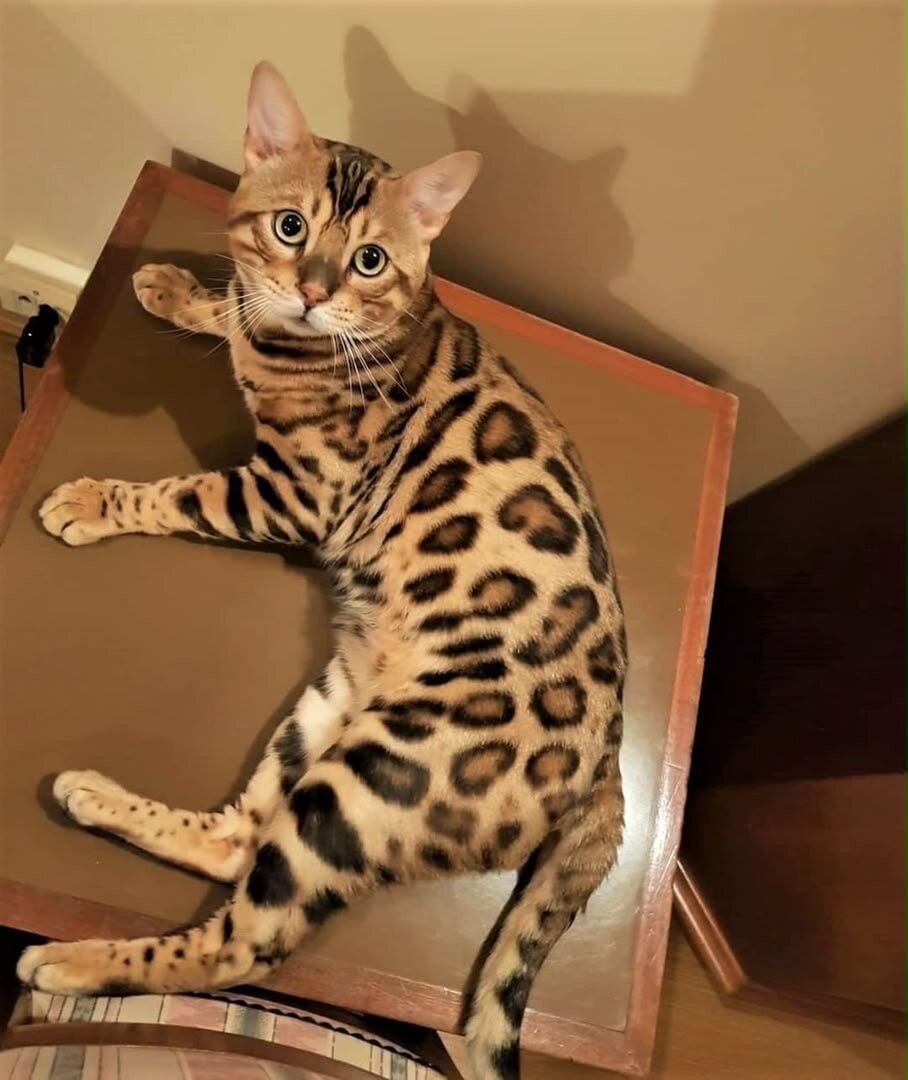 Bengal kittens image 1