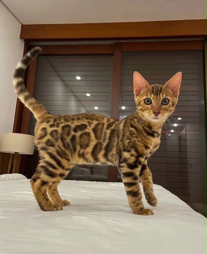 Bengal kittens image 2