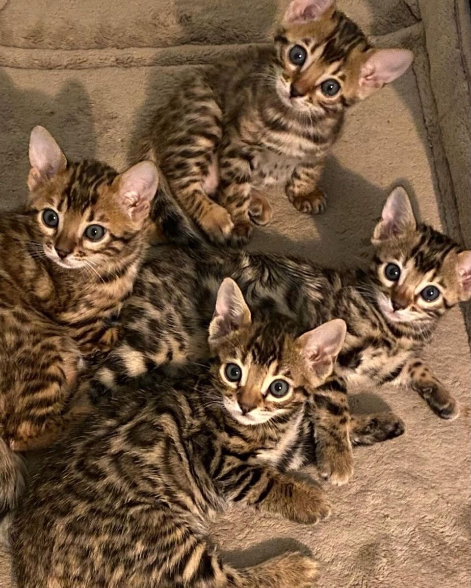 Bengal kittens image 4