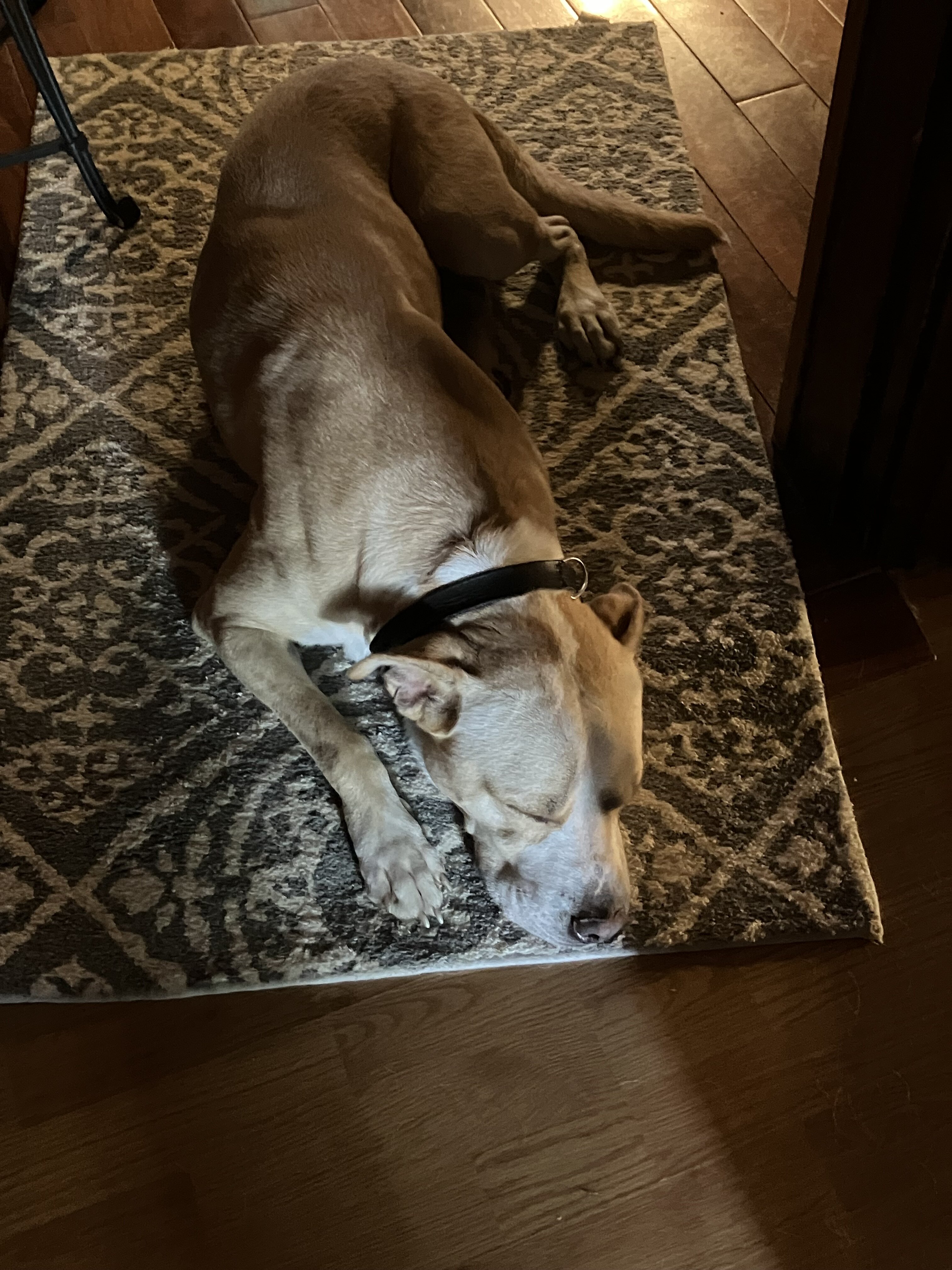 pitt maybe mix dog image 2