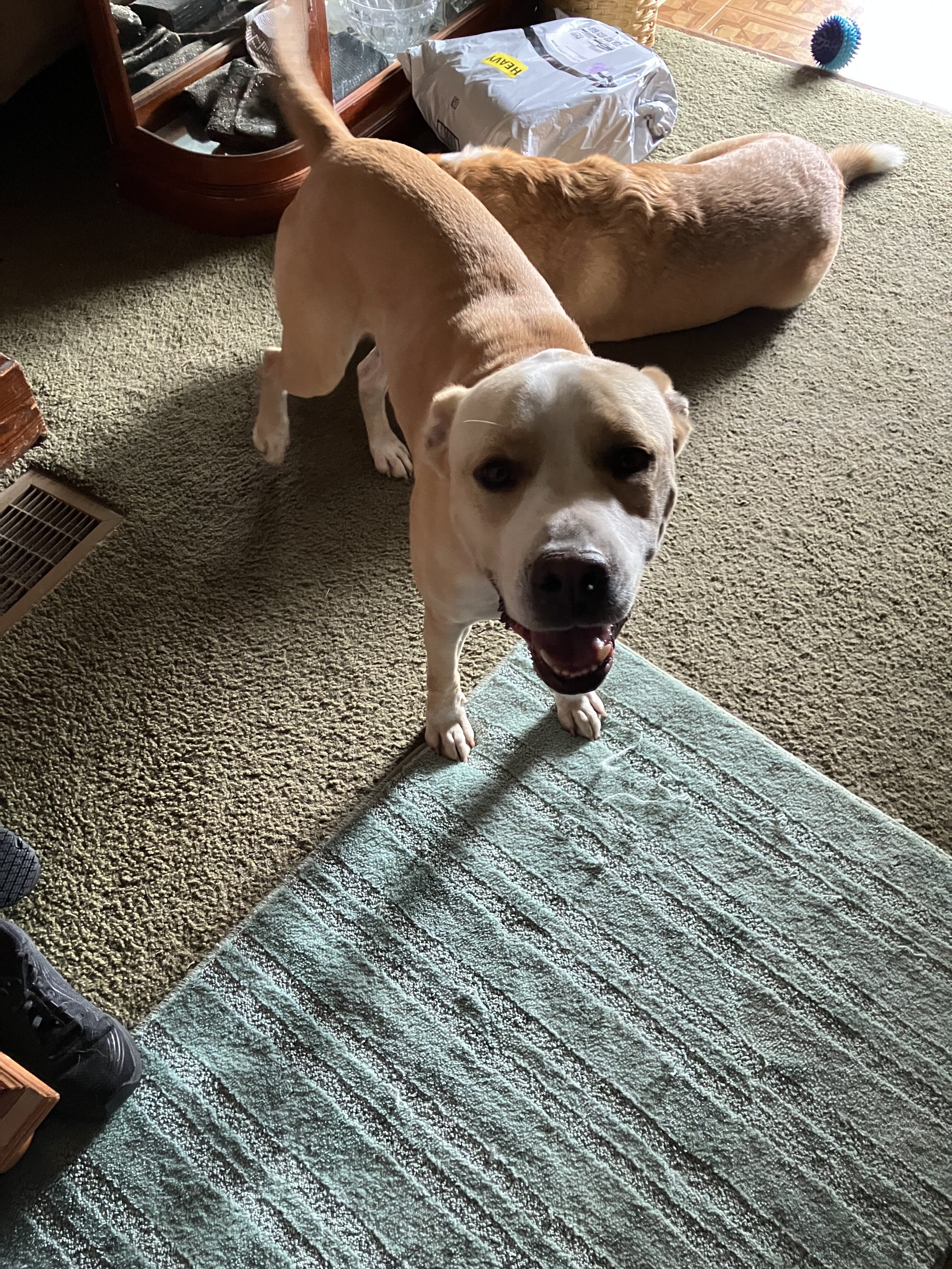 pitt maybe mix dog image 1