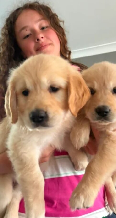 Gorgeous goldens image 1