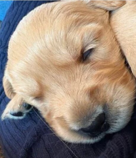 Gorgeous goldens image 2