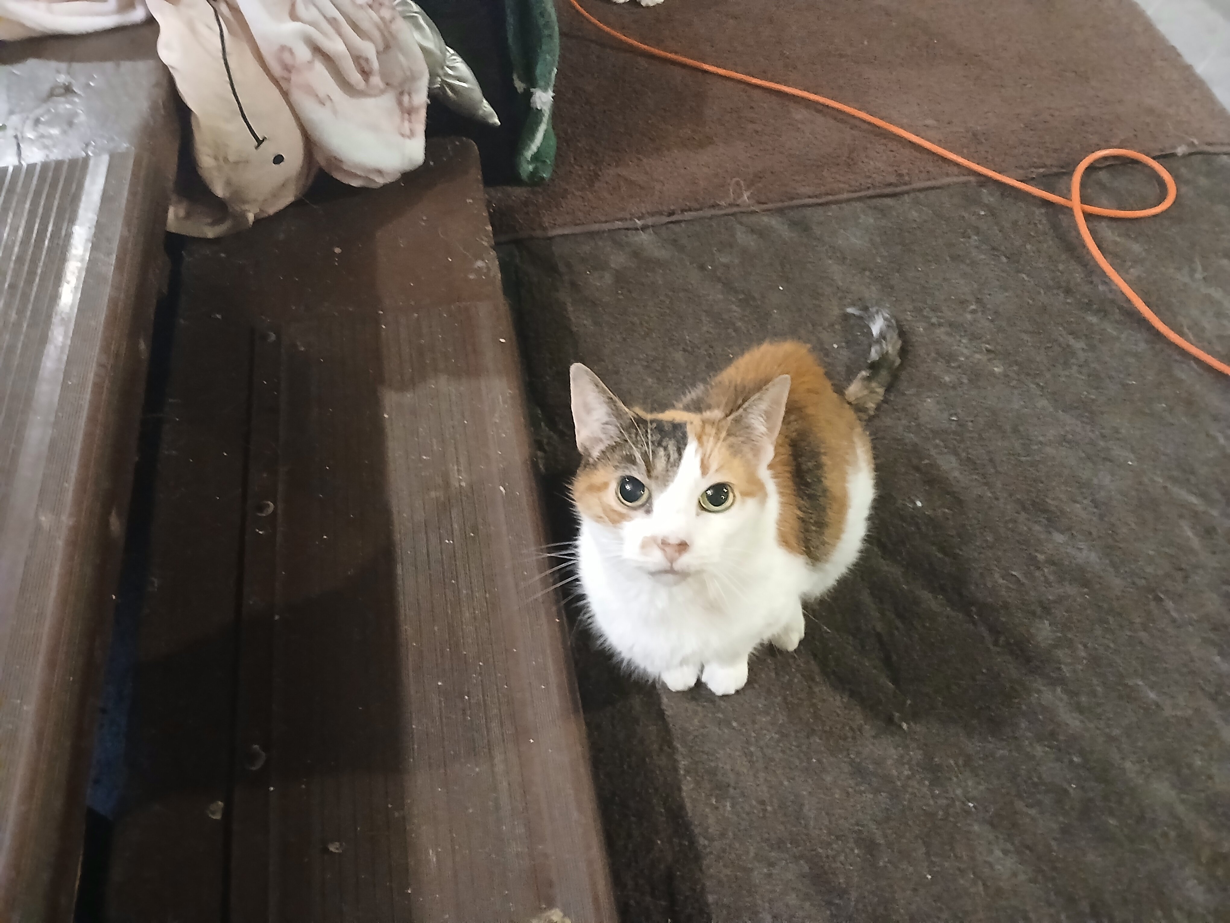 Cat image 1