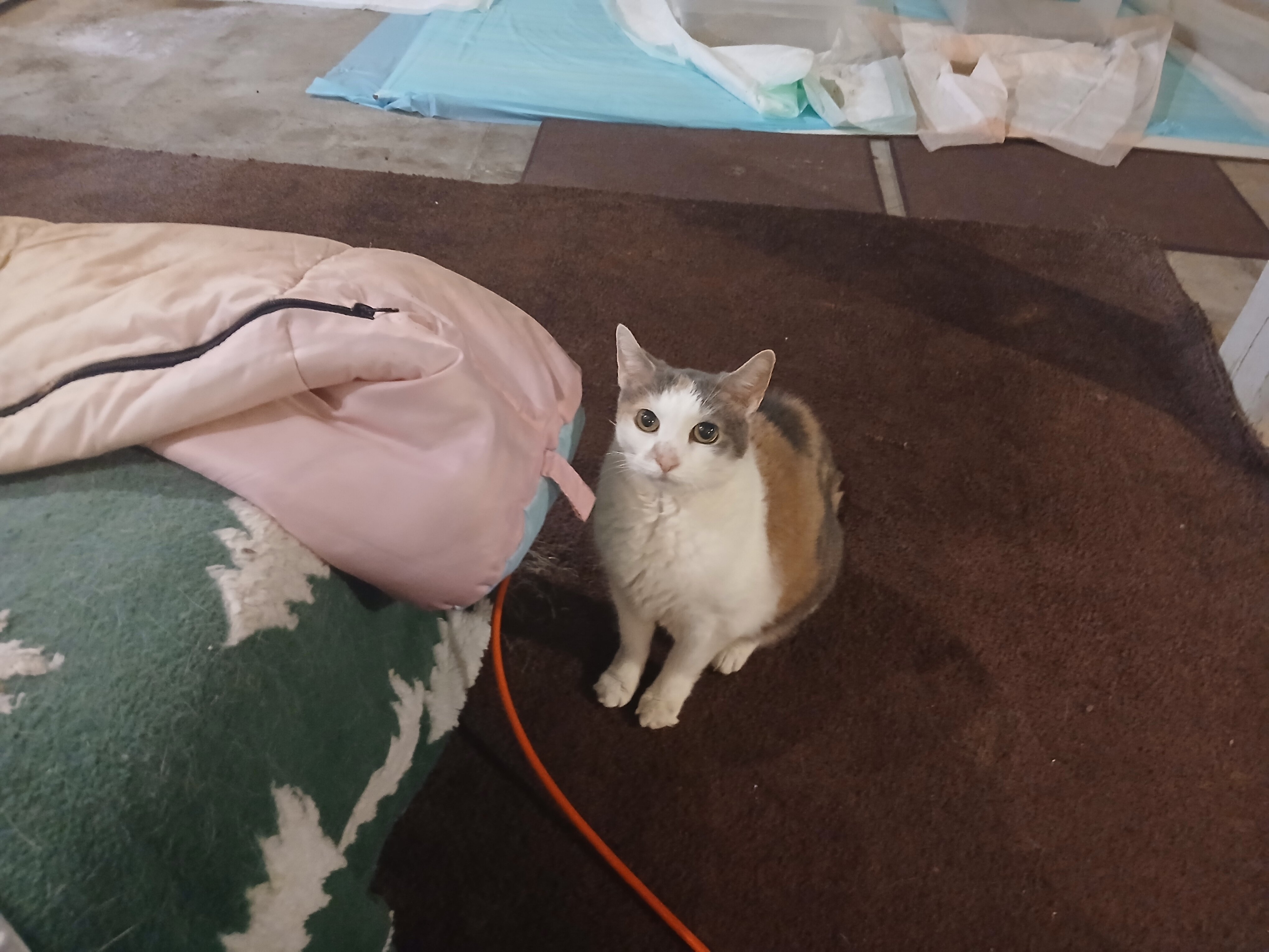 Rehome a cat image 1