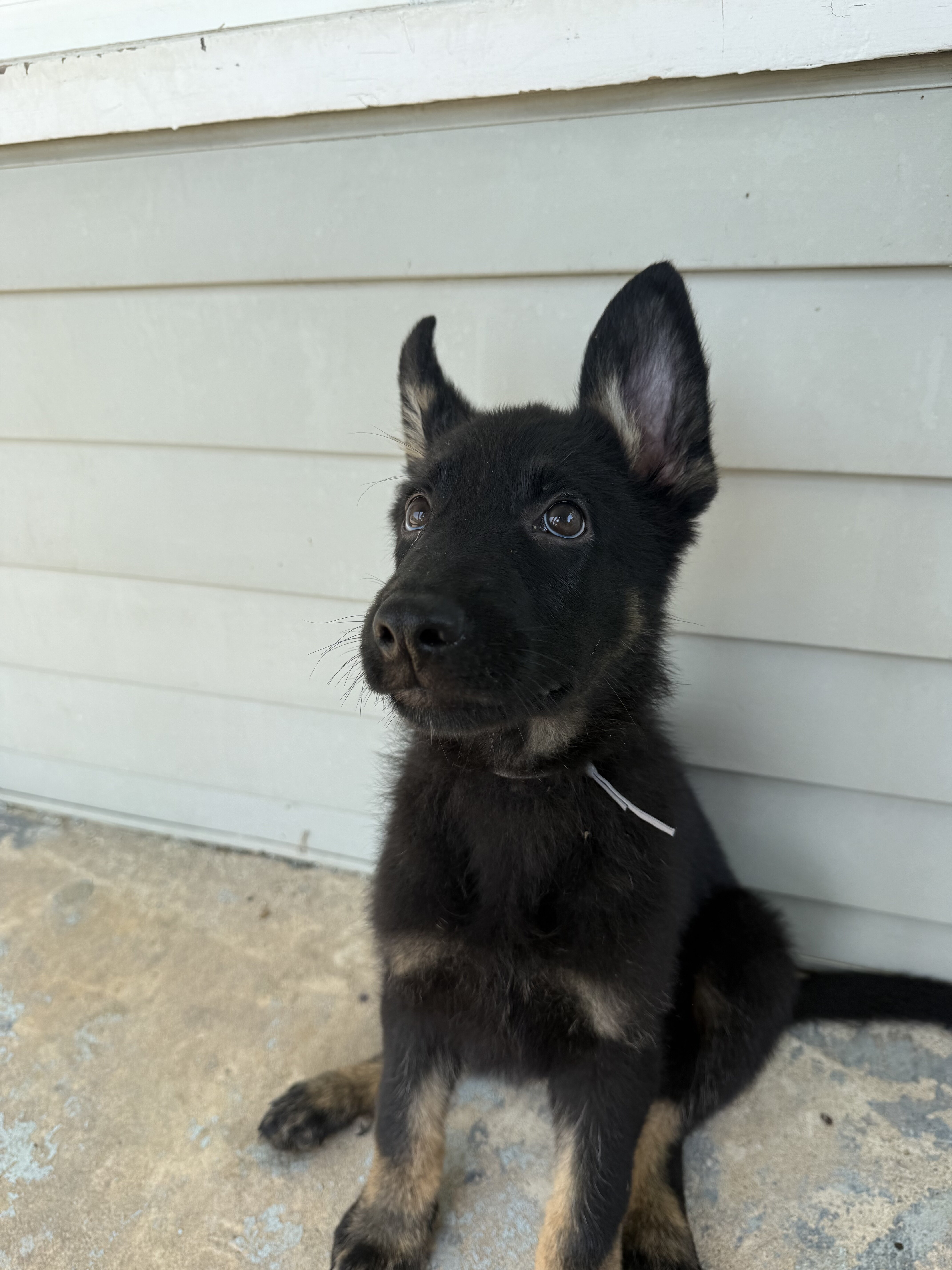 German Shepherd Puppies image 1
