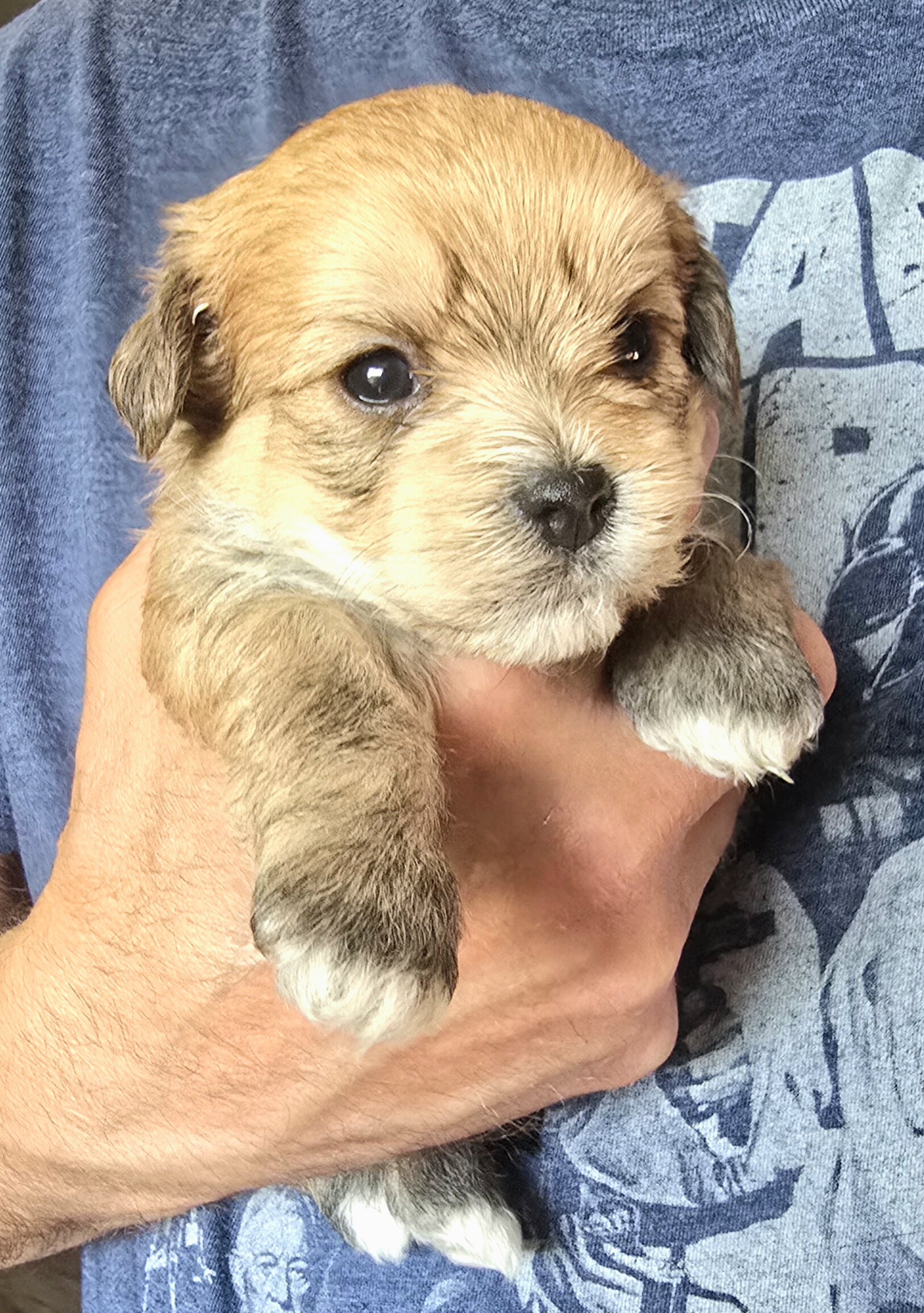 Shichon Pomapoo image 1