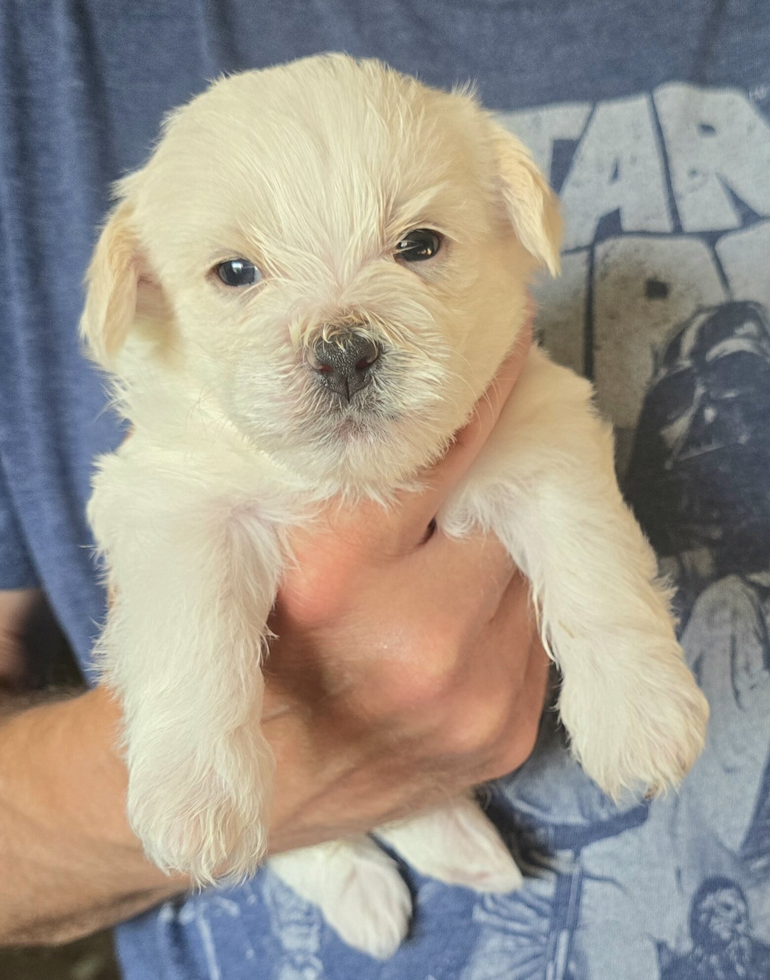 Shichon Pomapoo image 2