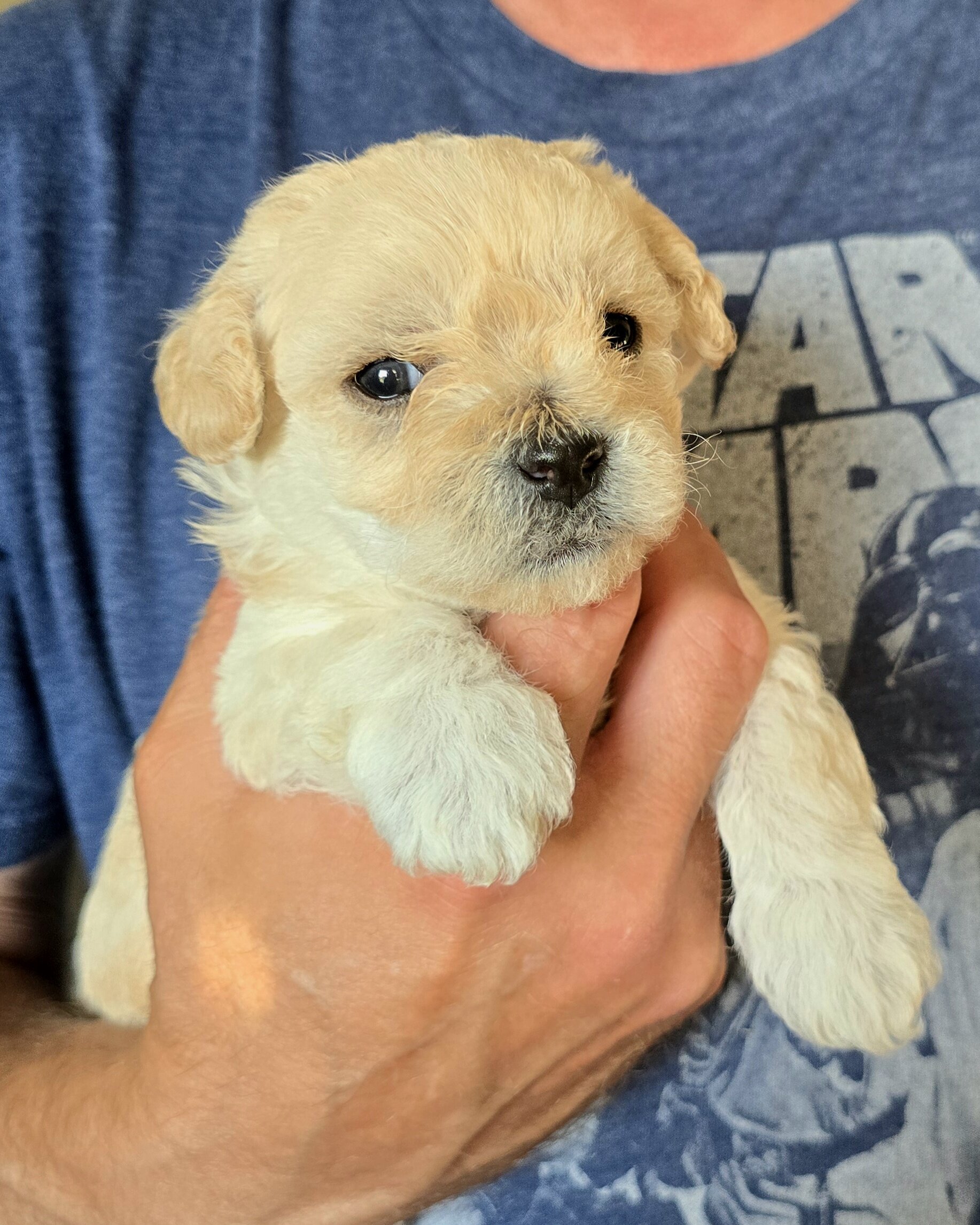 Shichon Pomapoo image 3