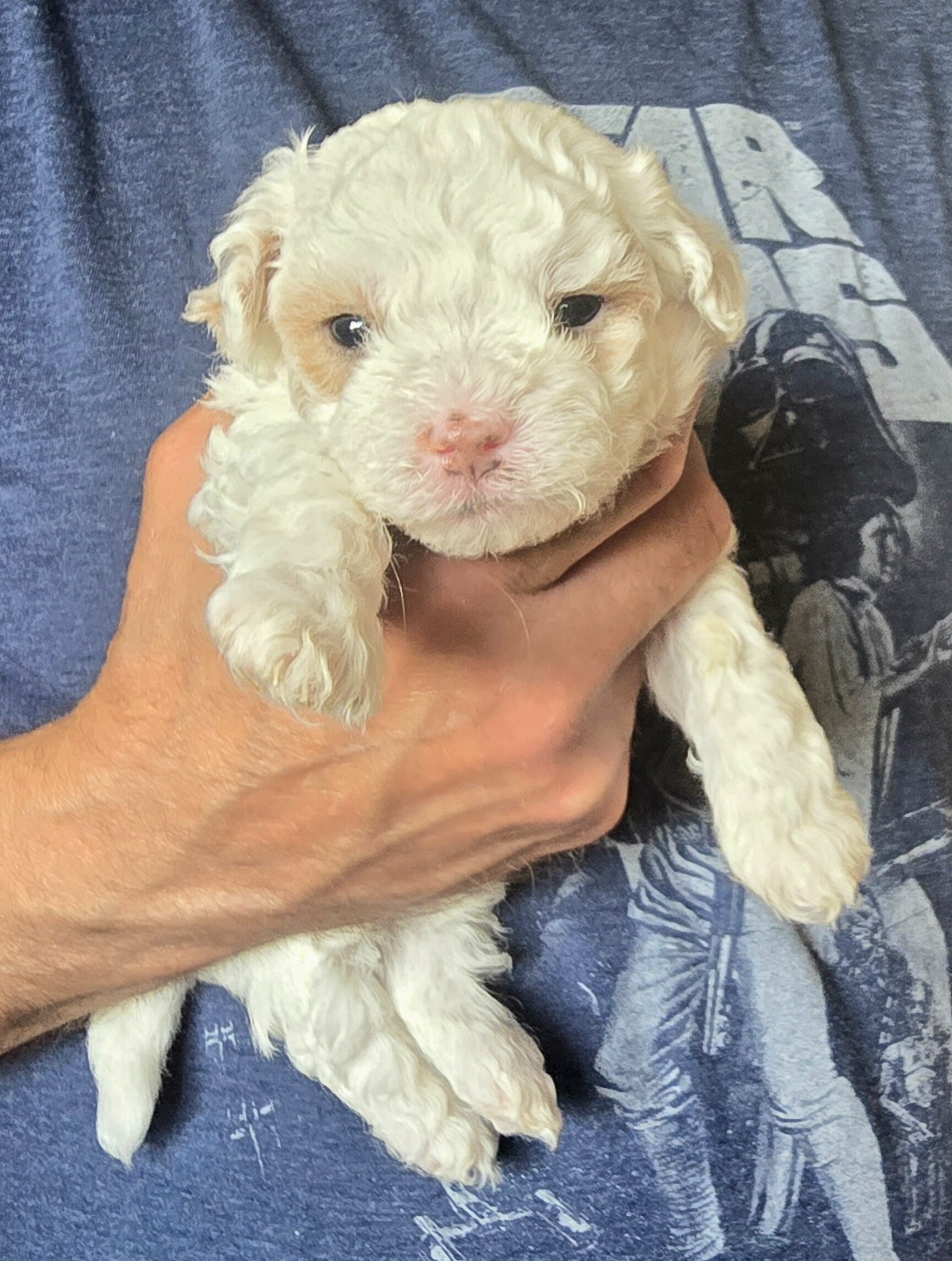 Shichon Pomapoo image 4