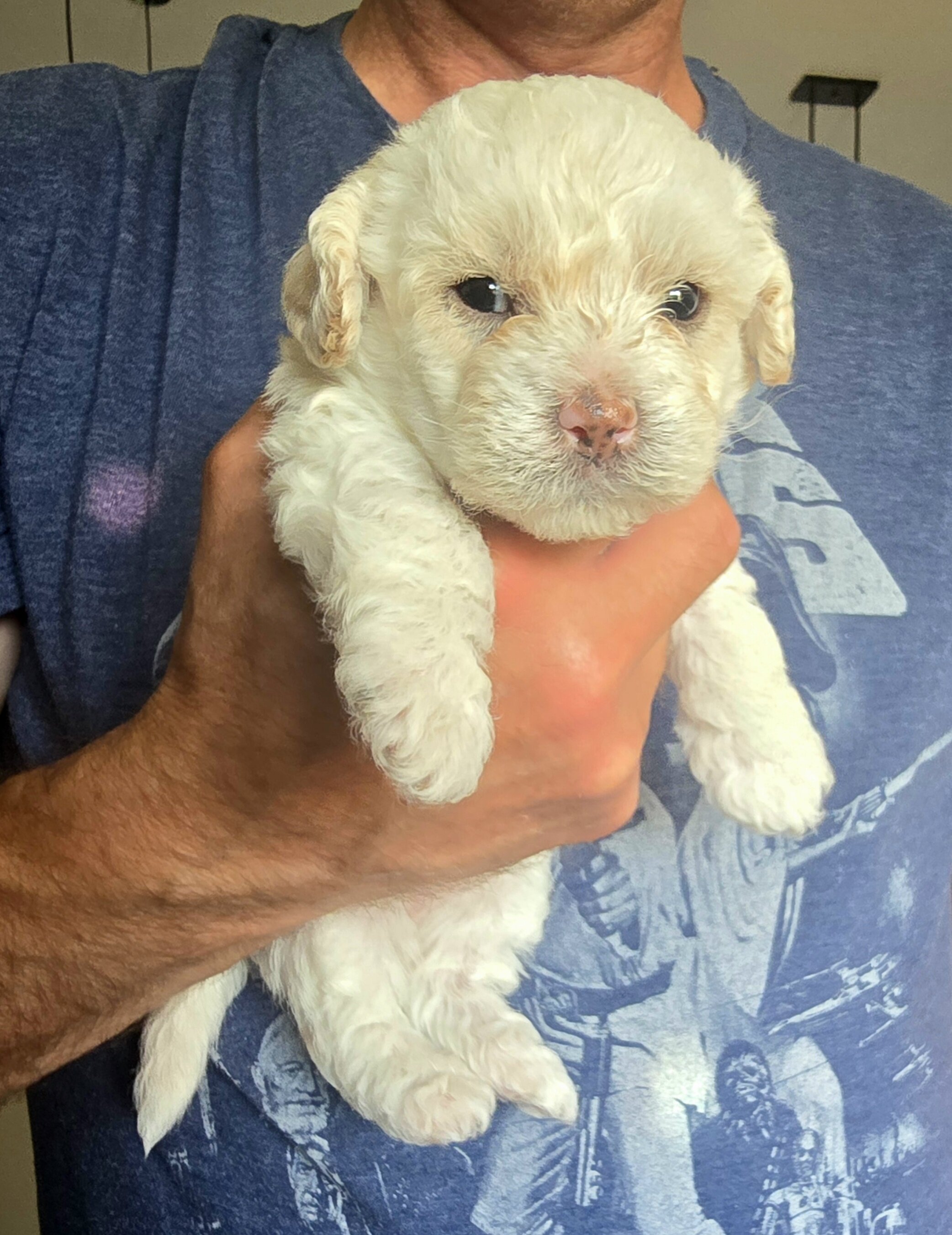 Shichon Pomapoo image 5