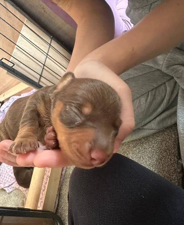 READY NOW KC reg miniature dachshund image 4