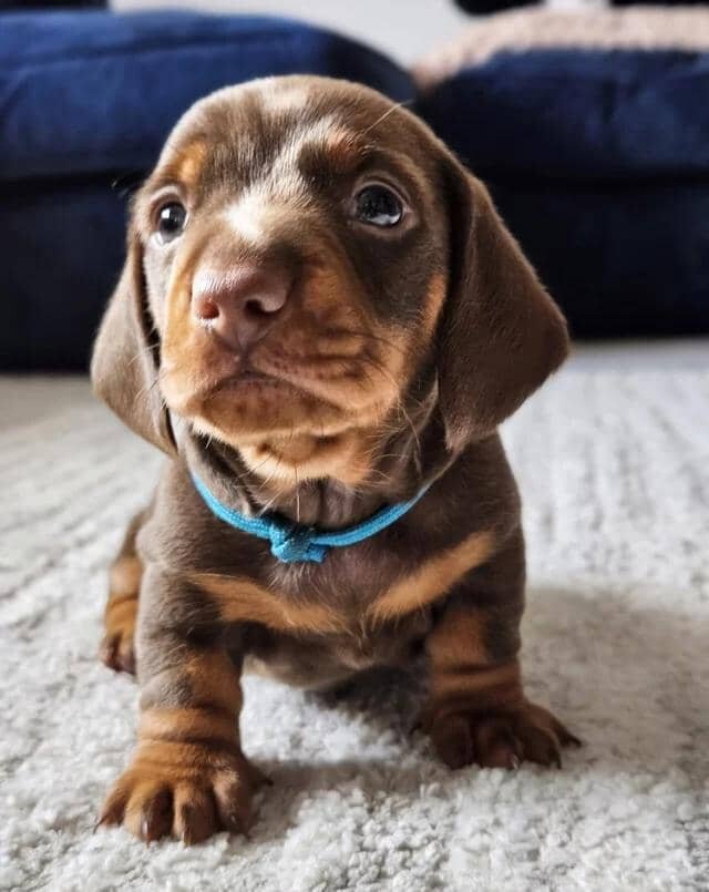 READY NOW KC reg miniature dachshund image 2