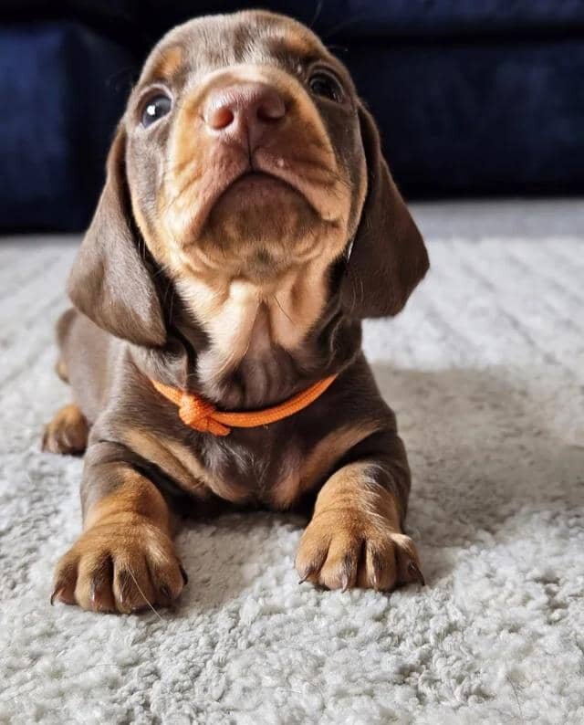 READY NOW KC reg miniature dachshund image 1