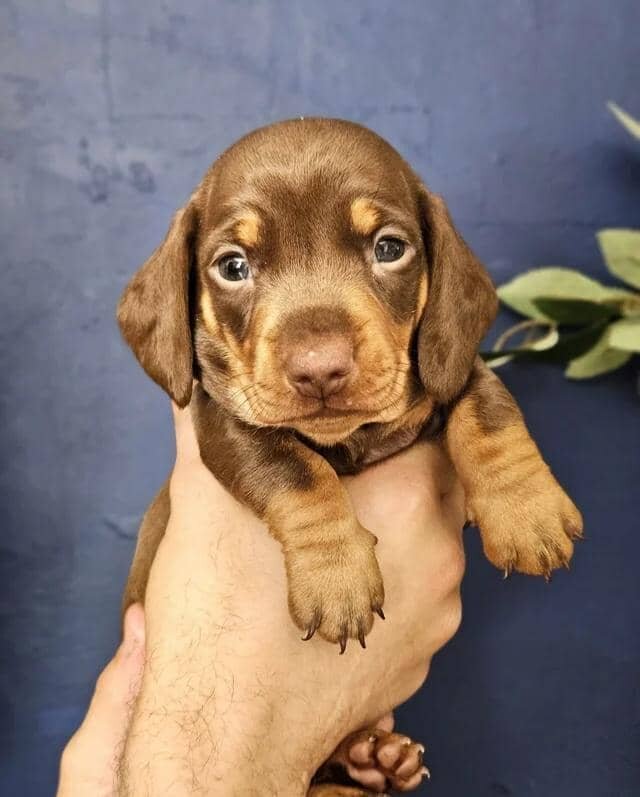 READY NOW KC reg miniature dachshund image 3