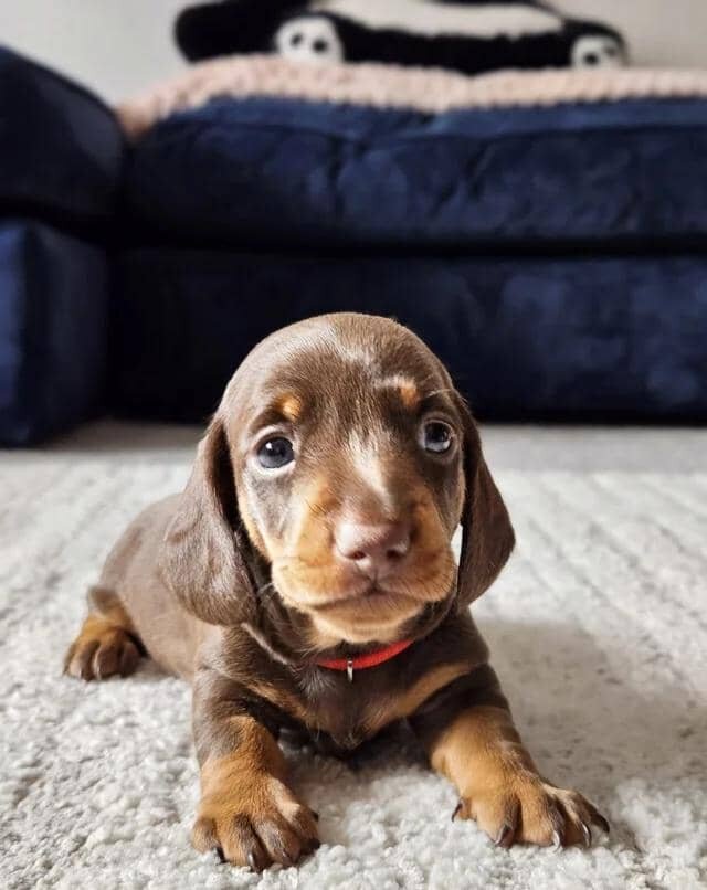 READY NOW KC reg miniature dachshund image 5