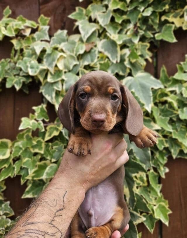 READY NOW KC reg miniature dachshund image 6