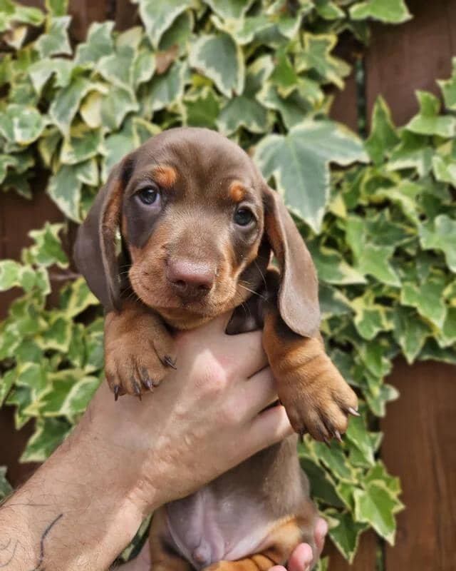 READY NOW KC reg miniature dachshund image 7