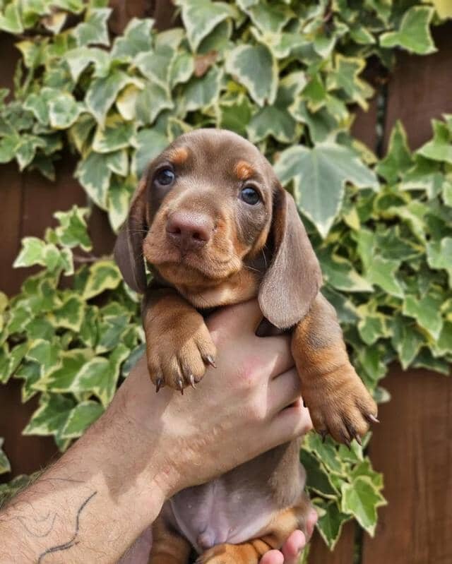 READY NOW KC reg miniature dachshund image 8