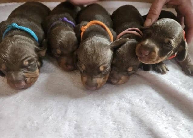 READY NOW KC reg miniature dachshund image 9