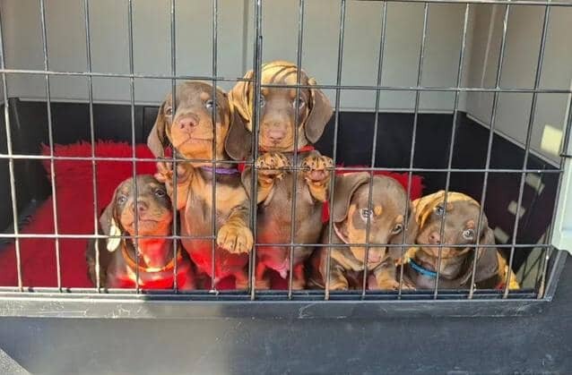 READY NOW KC reg miniature dachshund image 10