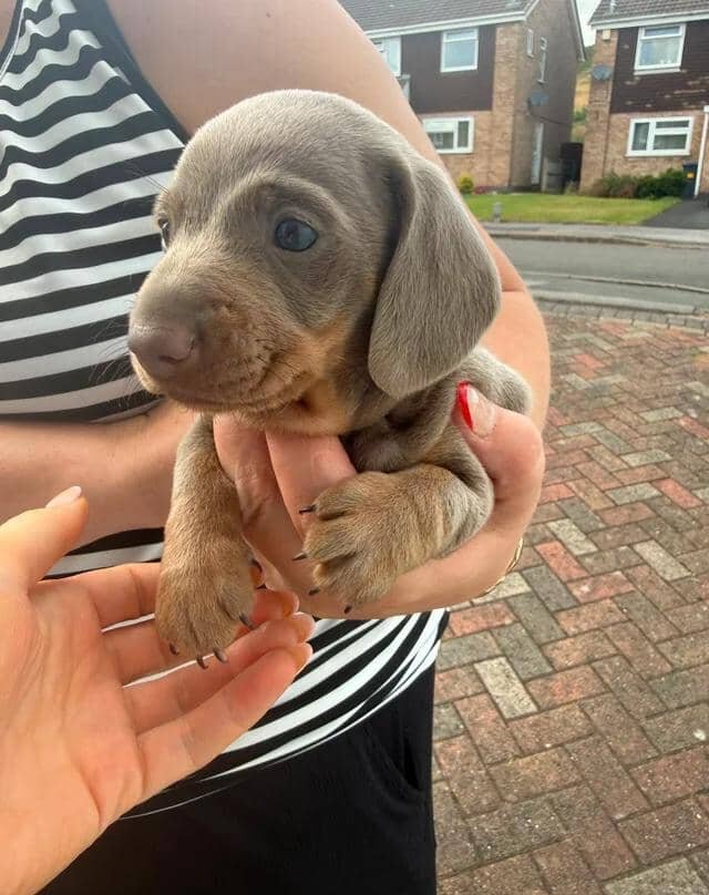 Miniature dachshund image 2