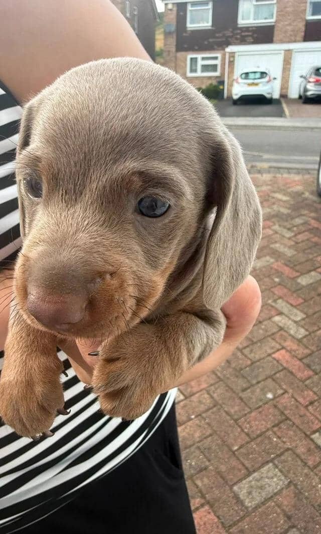Miniature dachshund image 4