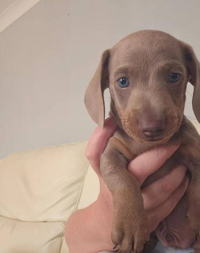 Miniature dachshund image 3