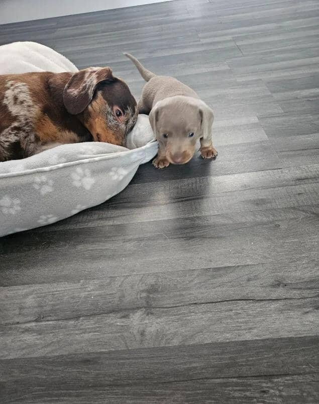 Miniature dachshund image 6