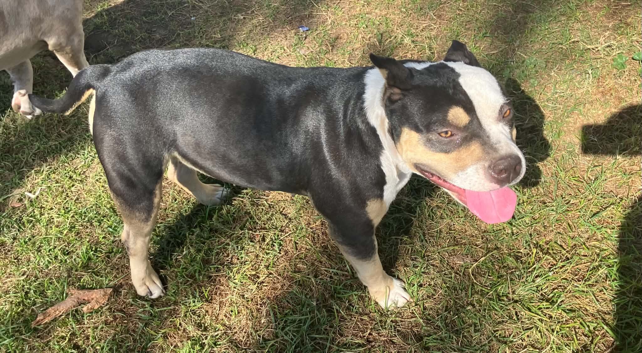 ABR American Bully image 8