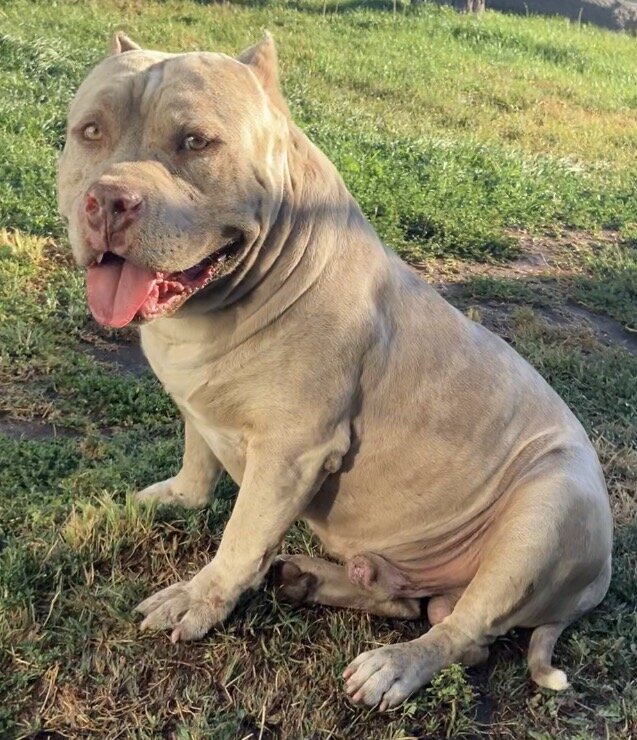 ABR American Bully image 7