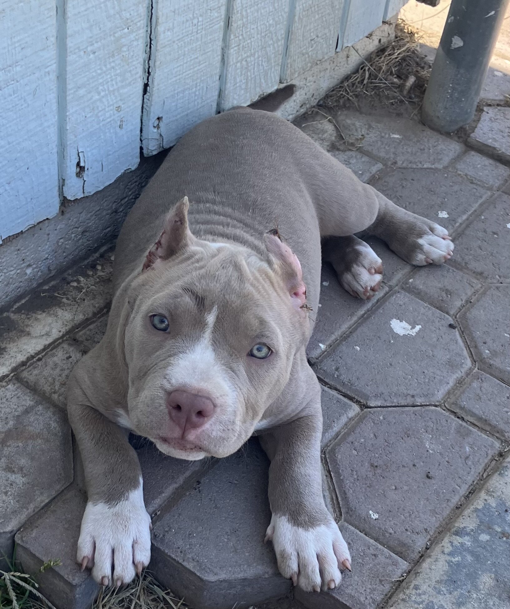 ABR American Bully image 6